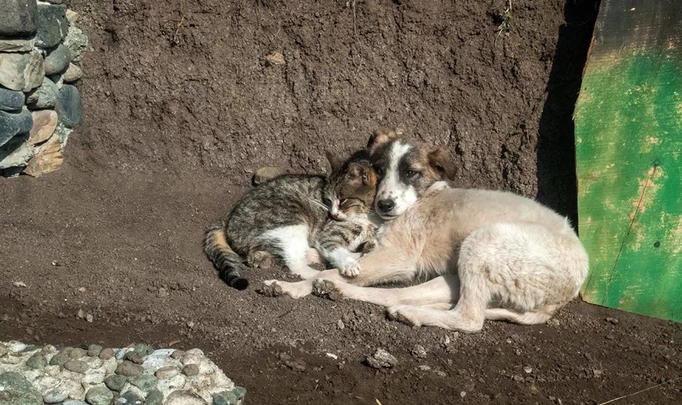 Under a bridge, two solitudes found each other: a cat and a dog. They ...